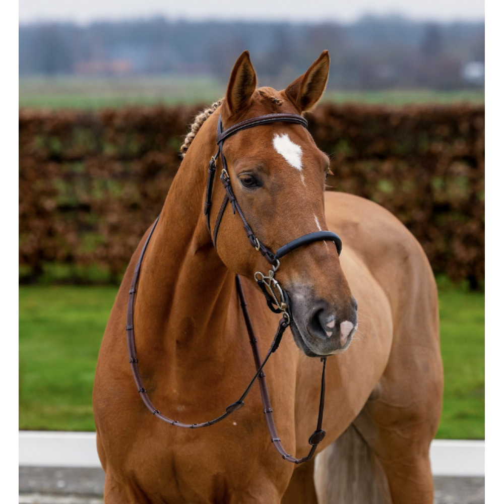 KAMANOS TRUST HICKSTEAD HACKAMORE (Ruda)