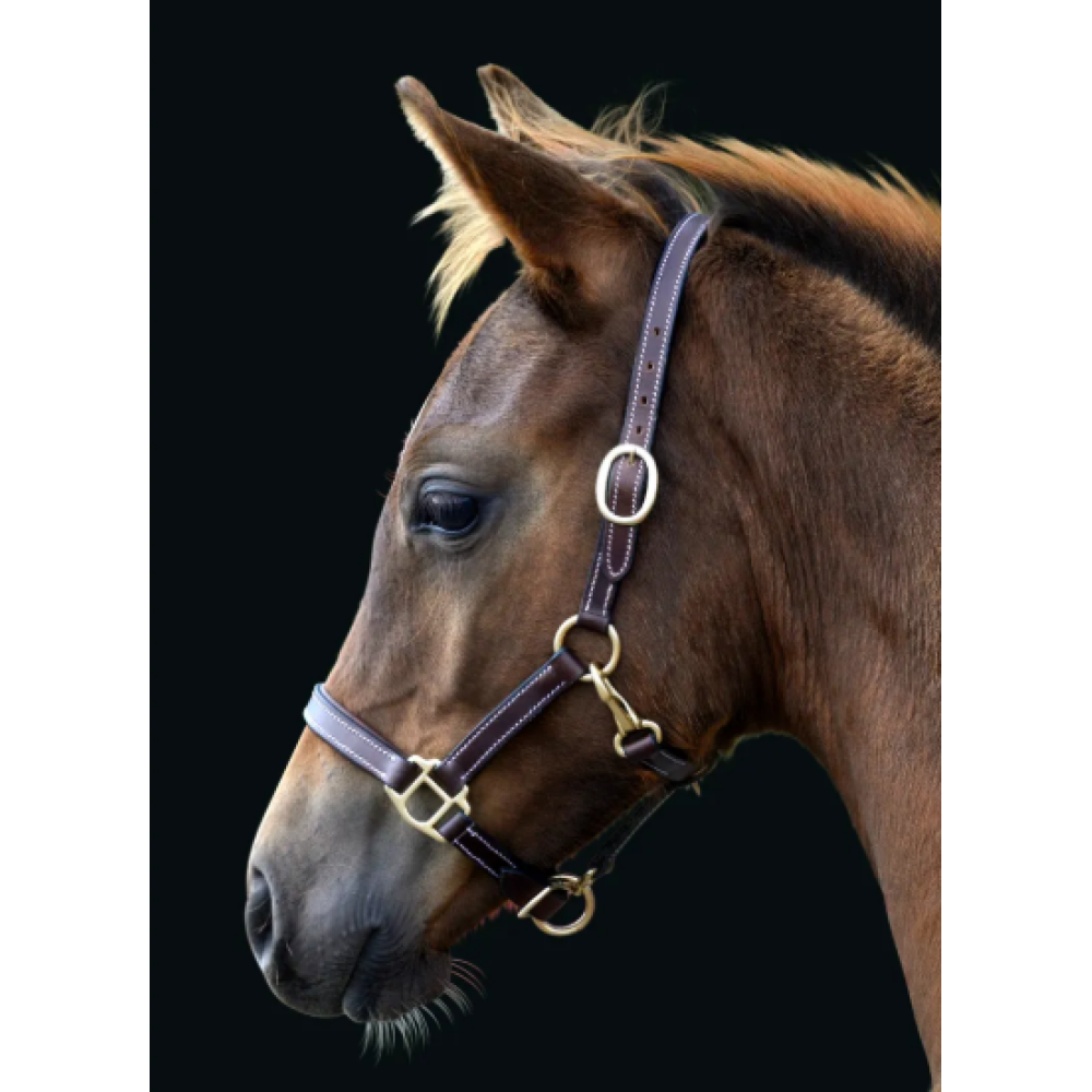 ODINIS KANTARAS KUMELIUKAMS LIPPO BASIC FOAL (Ruda)