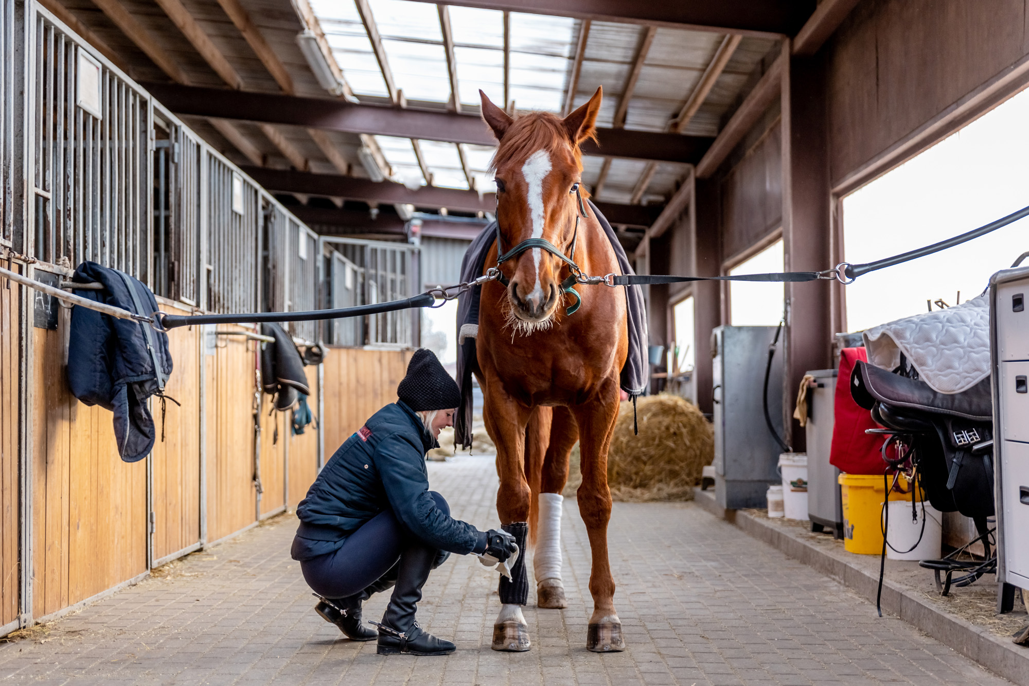 horse image